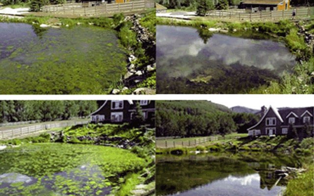 Giải pháp tối ưu diệt tảo trong ao nuôi