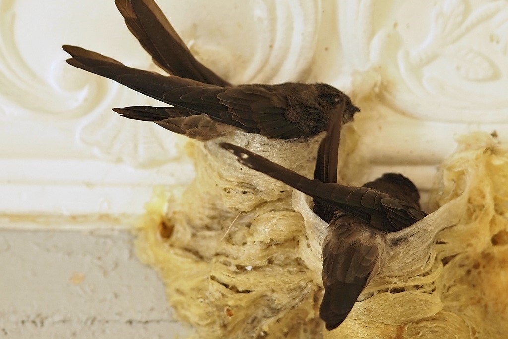 Phú Yên: Cần phối hợp chặt để ngăn chặn bẫy bắt chim yến