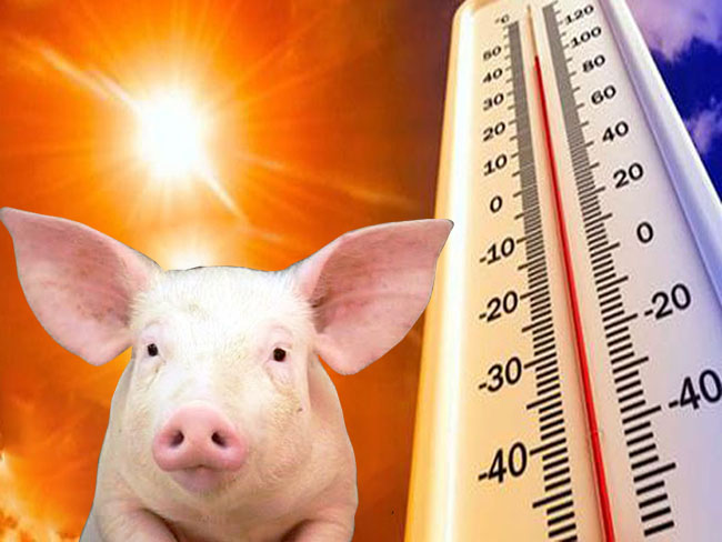Chủ động phòng chống nắng nóng cho đàn vật nuôi