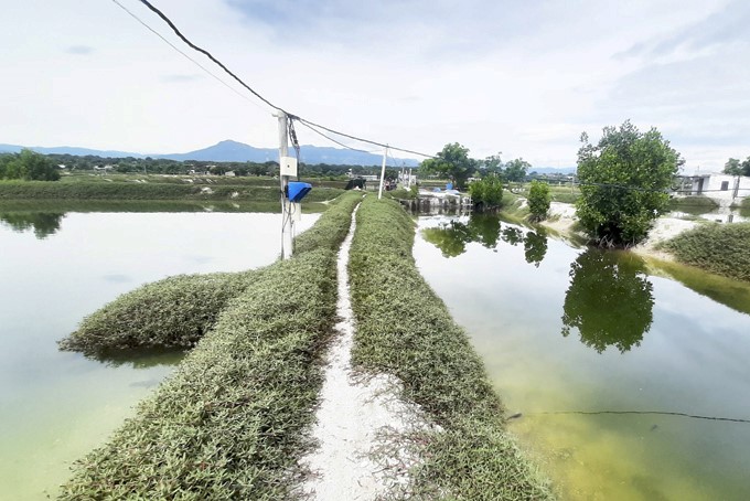 Vùng nuôi ven đầm Thủy Triều: Cá mú chết do nước ô nhiễm
