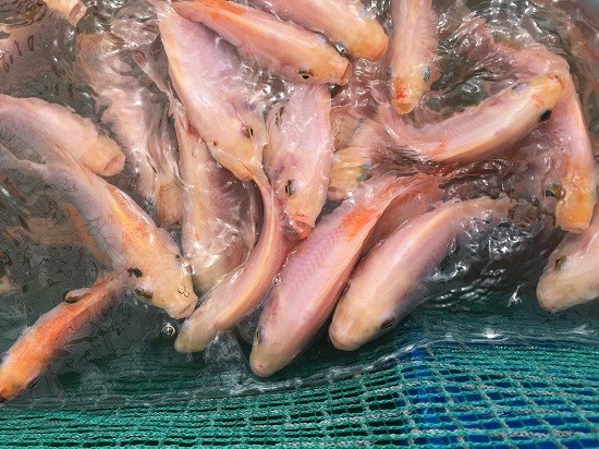 kcao_2