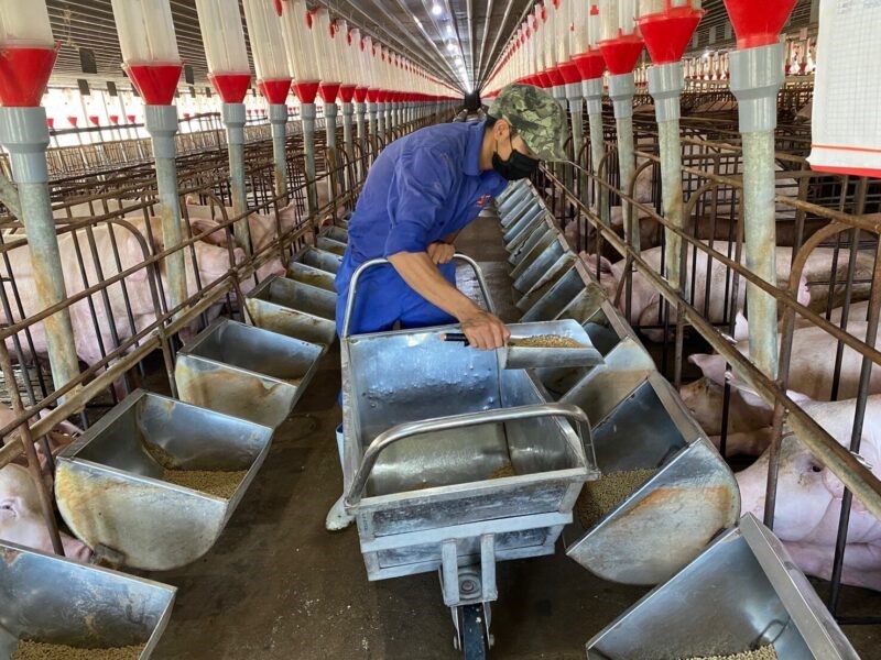 ky-vong-nganh-chan-nuoi-2022-e1643297390370