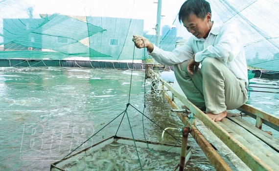 lam_giau_tu_nuoi_tom_cong_nghe_cao_trong_nha_luoi_10110820092021
