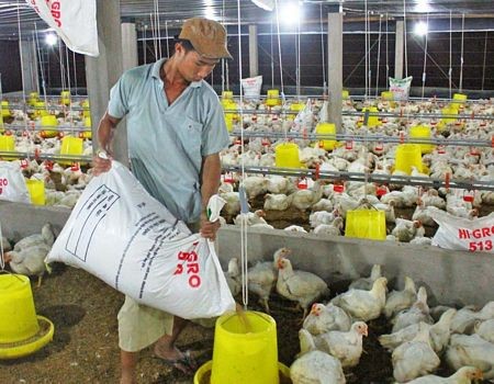 Mang Thít (Vĩnh Long): Chăn nuôi phát triển mạnh