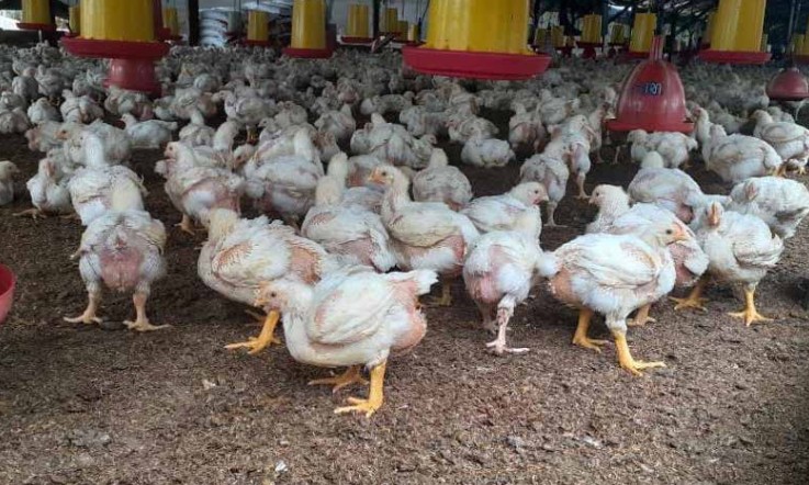 nhom-hon-hop-bot-mau