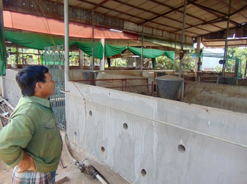 nuoi heo bo chuong