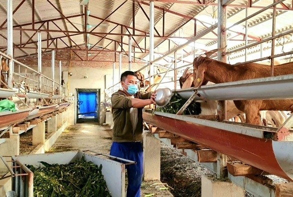 Tín hiệu vui từ nuôi dê sinh sản