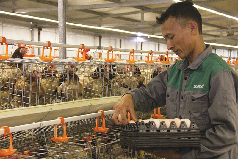 nuoi-ga-bang-thao-duoc