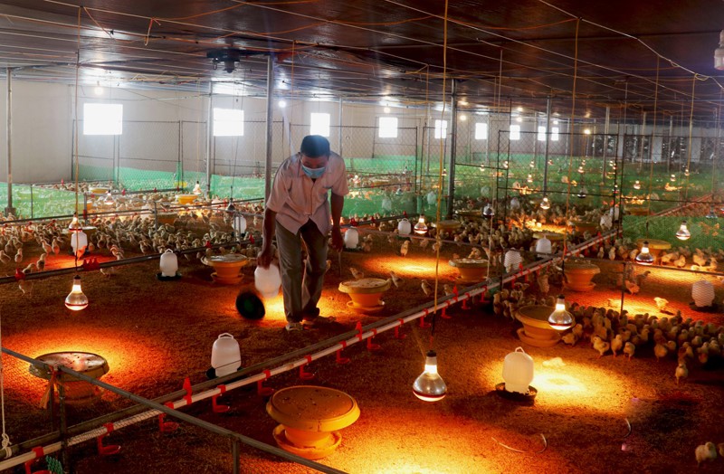 nuoi-ga-gia-cong-thanh-hoa