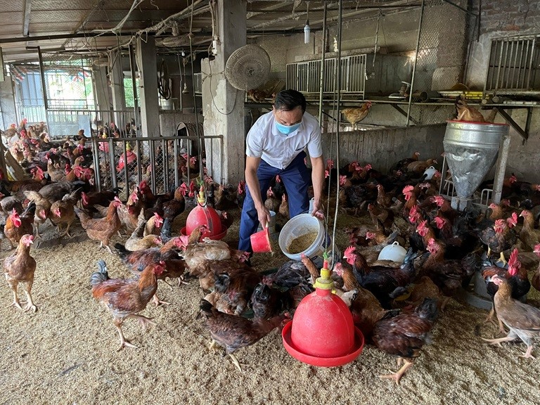 Vĩnh Phúc: Thức ăn sinh học thảo dược cho gà thương phẩm mang lại hiệu quả kinh tế và môi trường
