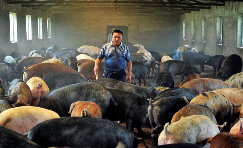 nuoi-heo-trung-quoc(2)