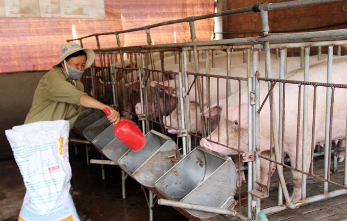 Xây dựng tài liệu chăn nuôi an toàn sinh học cho lợn sinh sản