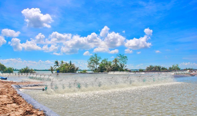 nuoi-tom-tham-canh