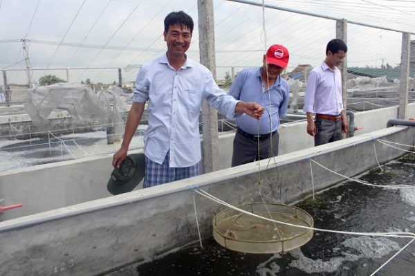 Nam Định: Hiệu quả từ mô hình nuôi tôm trong bể xi măng ở Hải Đông