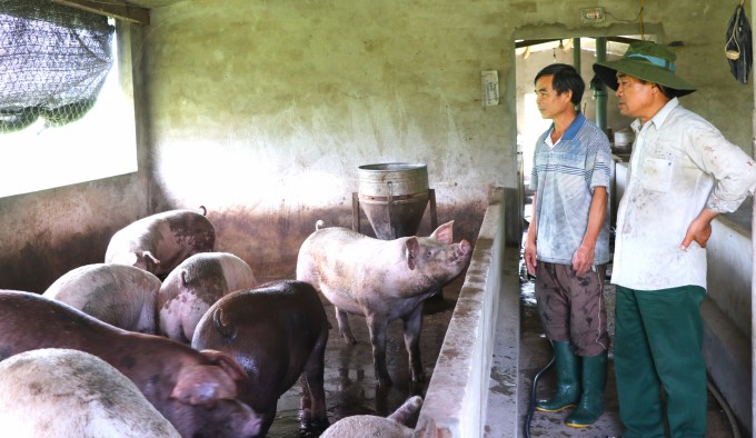 ong-cao-khac-tu-bia-phai_-to-1-phuong-tay-son-thi-xa-an-khe-chia-se-kinh-nghiem-chan-nuoi-heo-anh-ngoc-minh-0956_20210713_533-223653_1