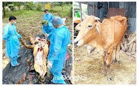 Đồng Nai: Hỗ trợ cho hộ chăn nuôi thiệt hại do dịch viêm da nổi cục