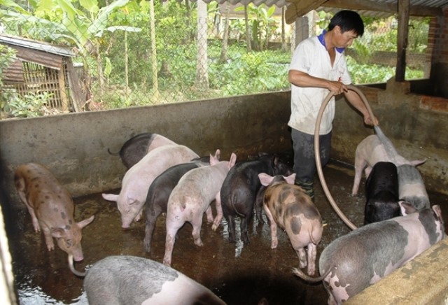 Phú Yên: Tập trung chuyển đổi, cơ cấu lại đàn vật nuôi trên toàn tỉnh