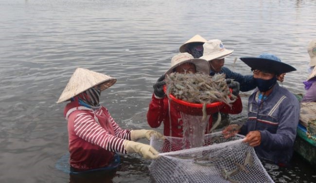 thay-doi-tu-duy-san-xuat-trong-nuoi-tom-o-dbscl-e1640405070761