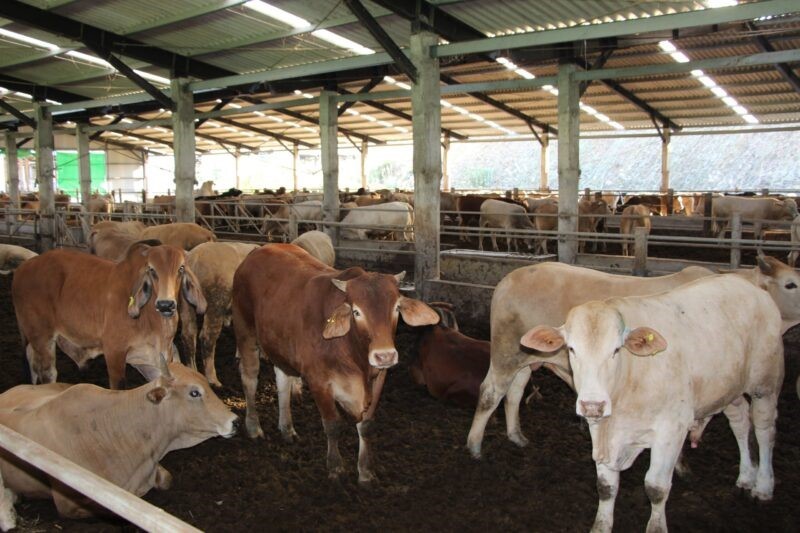 Thị trường gia súc trên thế giới : Dự báo sản lượng phục hồi 1% năm 2022