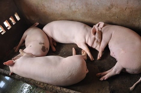 thieu-heo-giong-tai-dan-can-de-phong-dich-benh-002