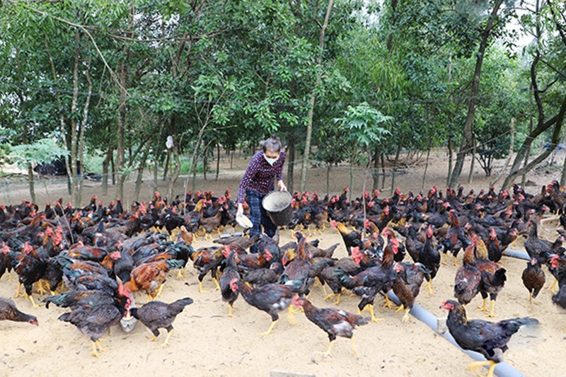 thu-phu-nuoi-ga-ha-tinh-2