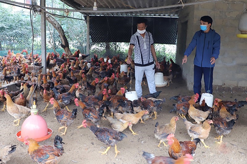 thu-phu-nuoi-ga-ha-tinh-3