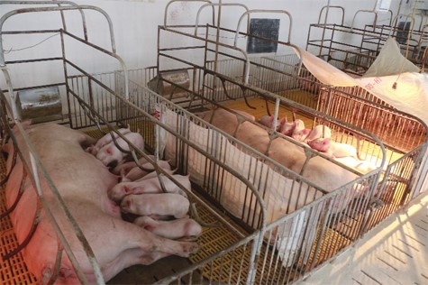 Kỹ thuật phát hiện lợn nái động dục và phối giống.