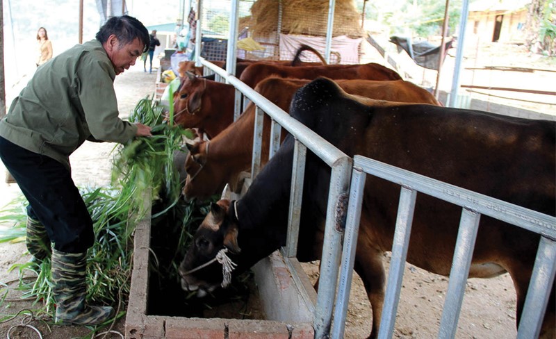 thuc-an-cho-gia-suc-mua-dong