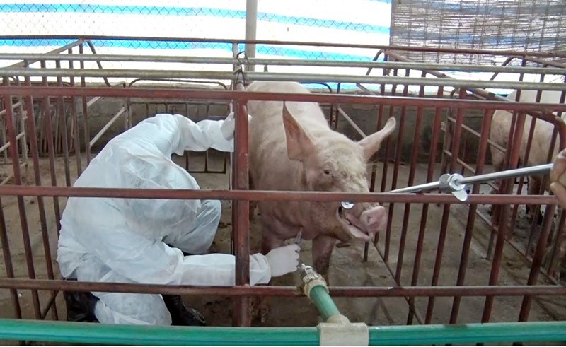 T.P Sông Công (Thái Nguyên): Kịp thời khống chế ổ dịch tả lợn châu Phi