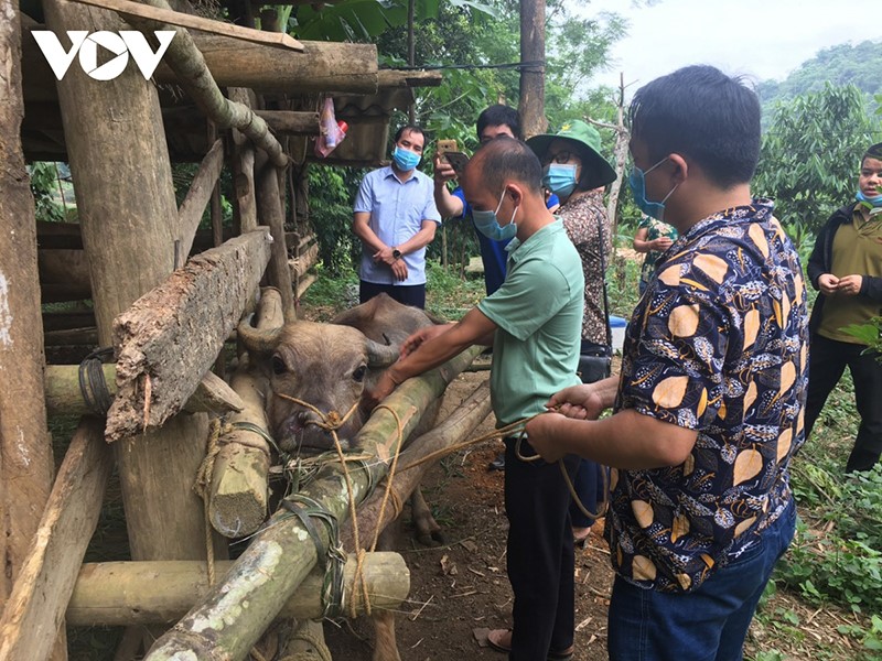 tiem-phong-cho-bo-bac-kan
