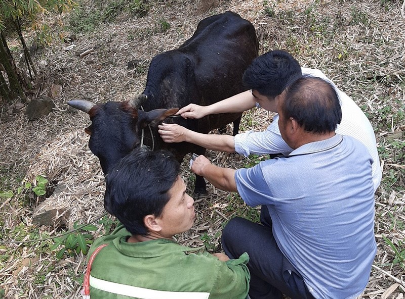 Thanh Hóa: Huyện Mường Lát cần khẩn trương tổ chức tiêm phòng cho đàn gia súc, gia cầm đợt 2 năm 2021