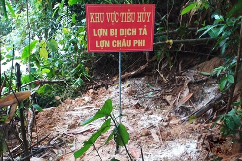 Hà Tĩnh: Vũ Quang tiêu hủy gần 4 tạ gia súc mắc bệnh dịch tả lợn châu Phi