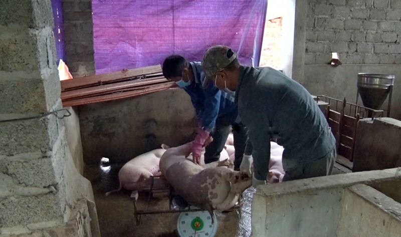 tieu-huy-lon-song-cong