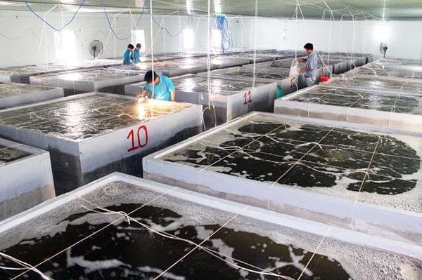 Hà Tĩnh: giải pháp phát triển giống thủy sản trên địa bàn tỉnh