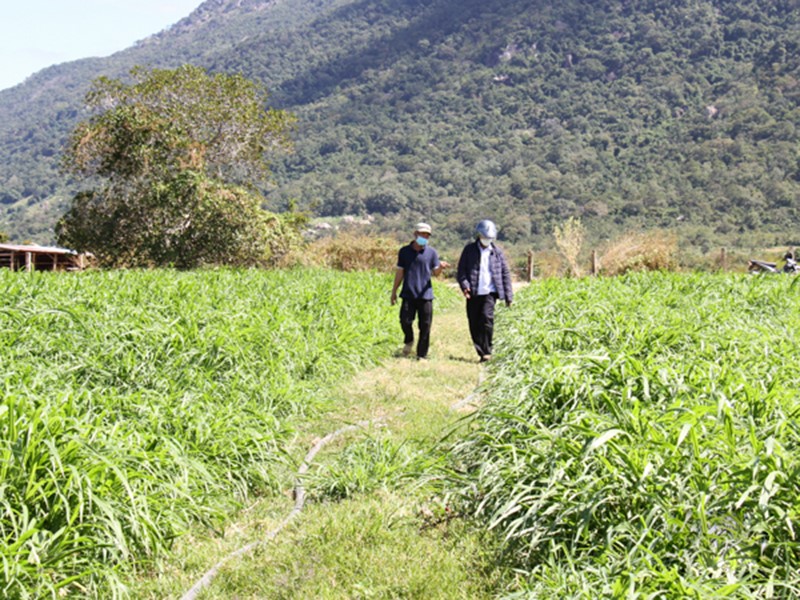 trong-co-ninh-thuan