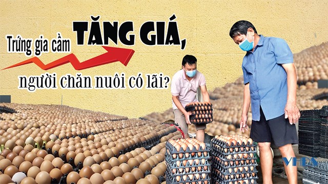 trung-gia-cam-tang-gia