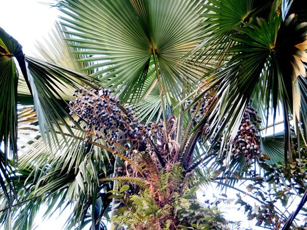 u-chua-la-co-dua-lam-thuc-an-cho-dong-vat-nhai-lai-o-malaysia