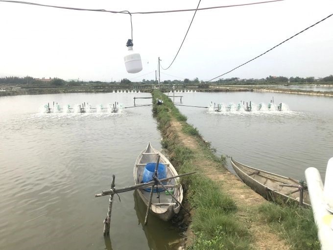 vu-nuoi-dau-nam