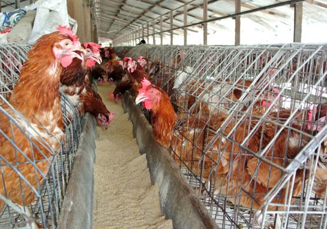 Khánh Hòa: Tổng đàn gia súc, gia cầm đạt gần 47.000 con