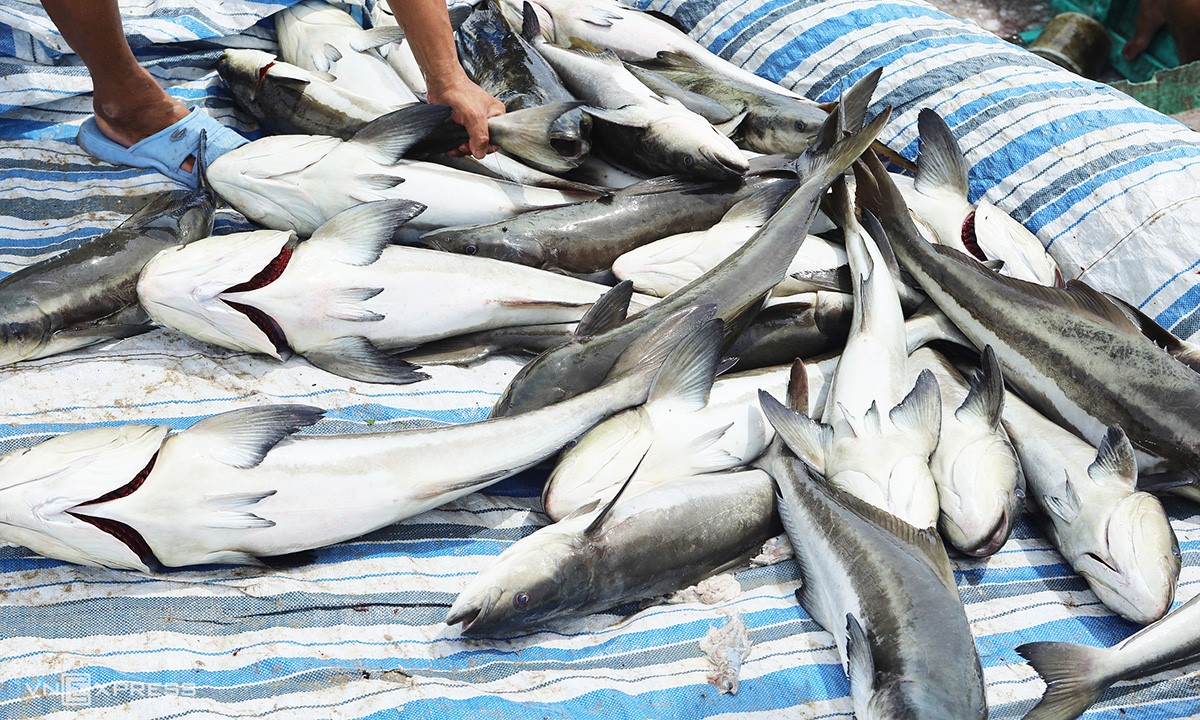 Hơn 2 tấn cá bớp nuôi bè bị chết