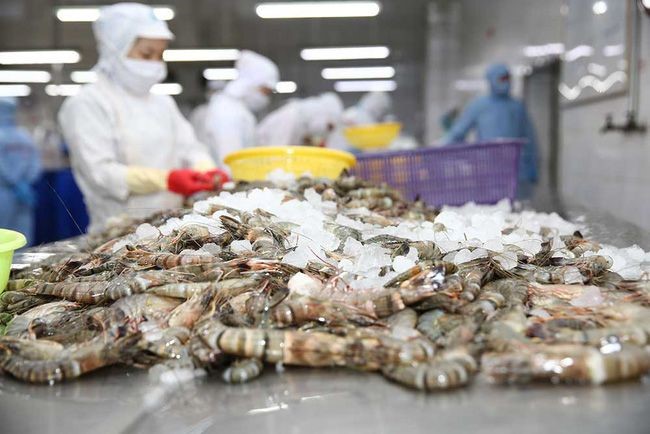 Tăng trưởng mạnh, triển vọng xuất khẩu tôm đạt 5,6 tỷ USD vào năm 2025